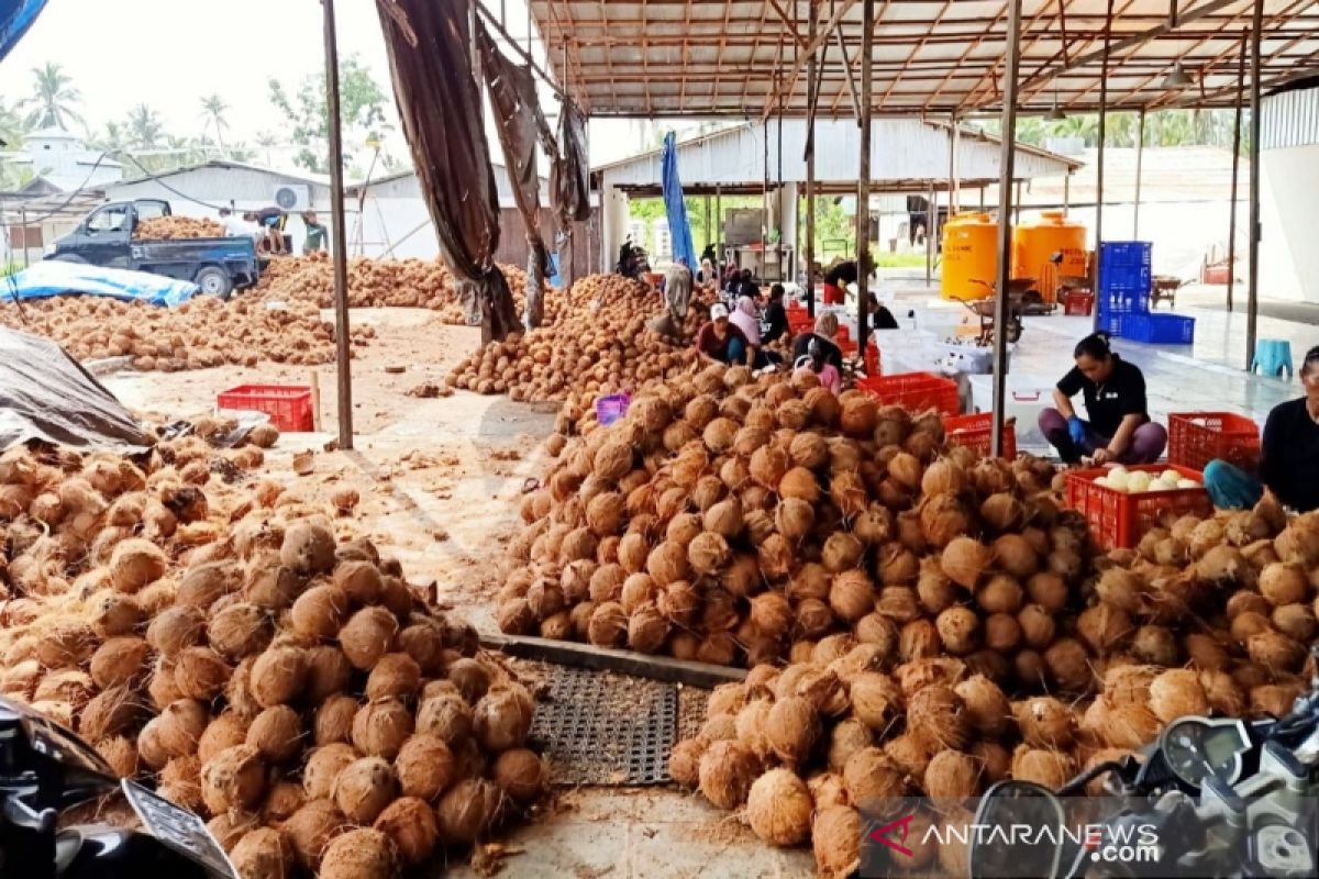 Pabrik minyak jadi harapan baru petani kelapa Kotim