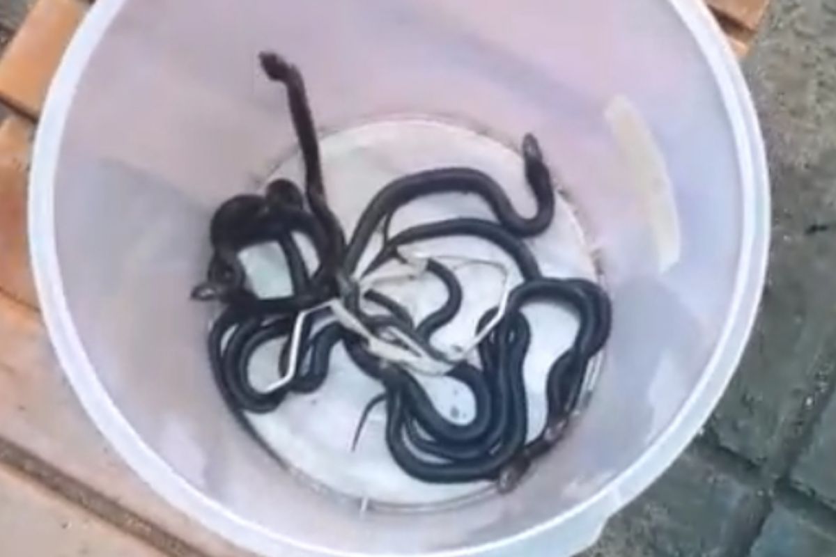 Sembilan ular kobra berhasil dievakuasi petugas Damkar di Cakung
