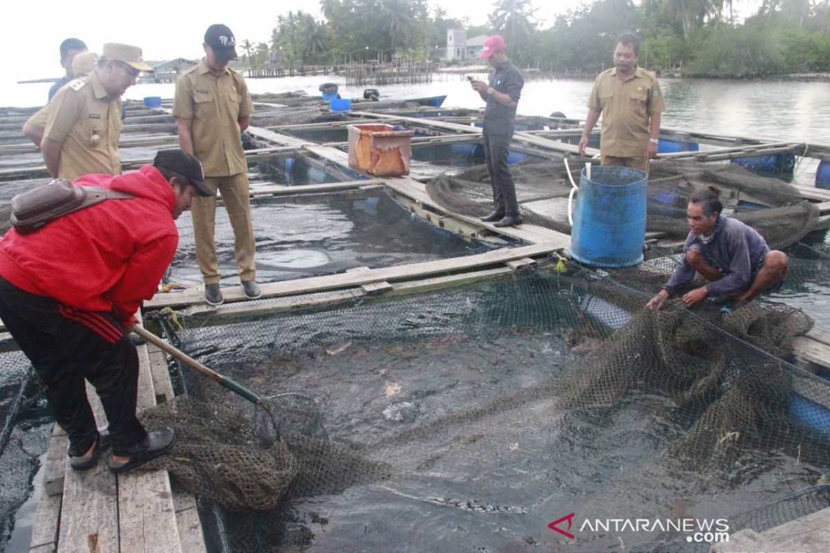 Belitung tahan sementara ekspor ikan kerapu ke pasar dunia