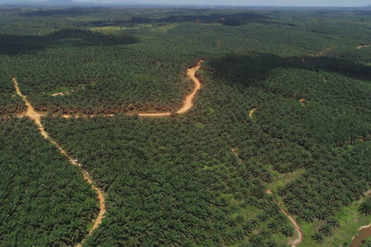 PT AMS rangkul masyarakat jaga keamanan di lingkungan kebun sawit