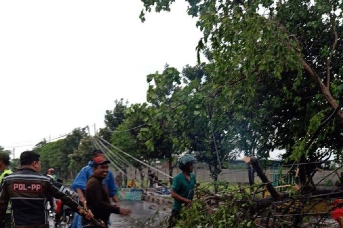 Sejumlah pohon di Kediri tumbang diterjang angin kencang