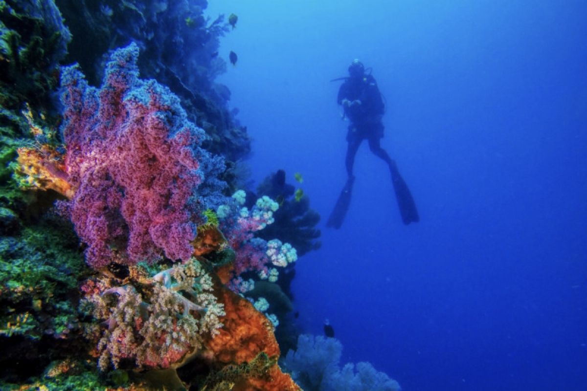 Berlomba mengulik bawah laut Maratua