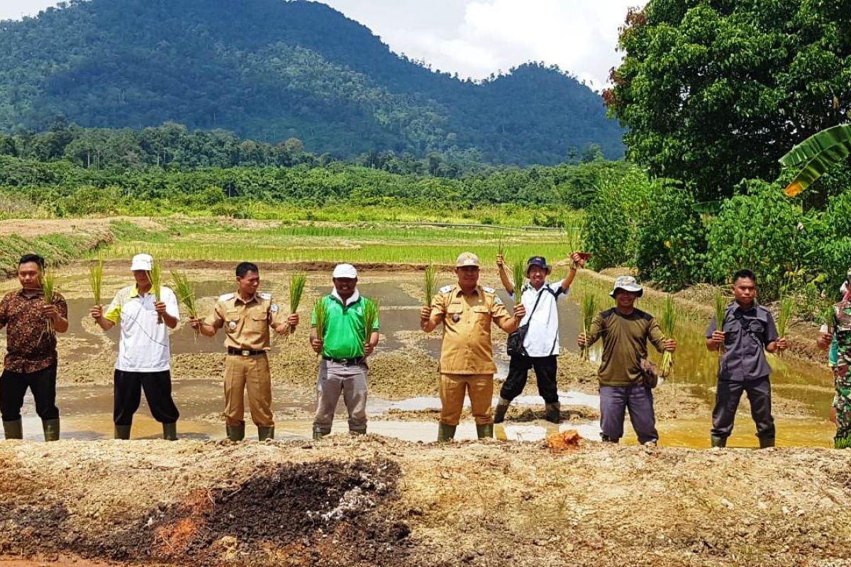 PT FLTI bantu BUMDES Begawi Barinjam tanam perdana padi varietas unggul