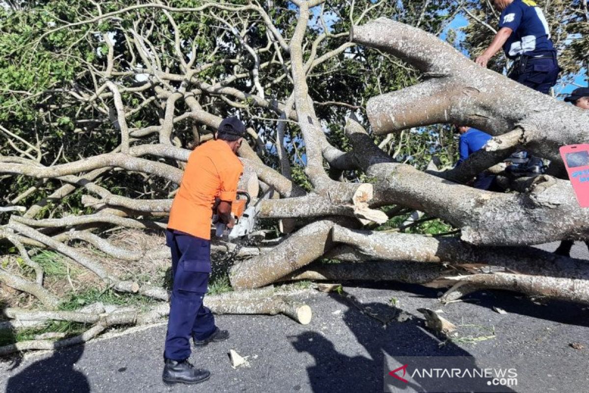 Pohon tumbang di dua lokasi jalur Kelok 44 Agam akibat angin kencang
