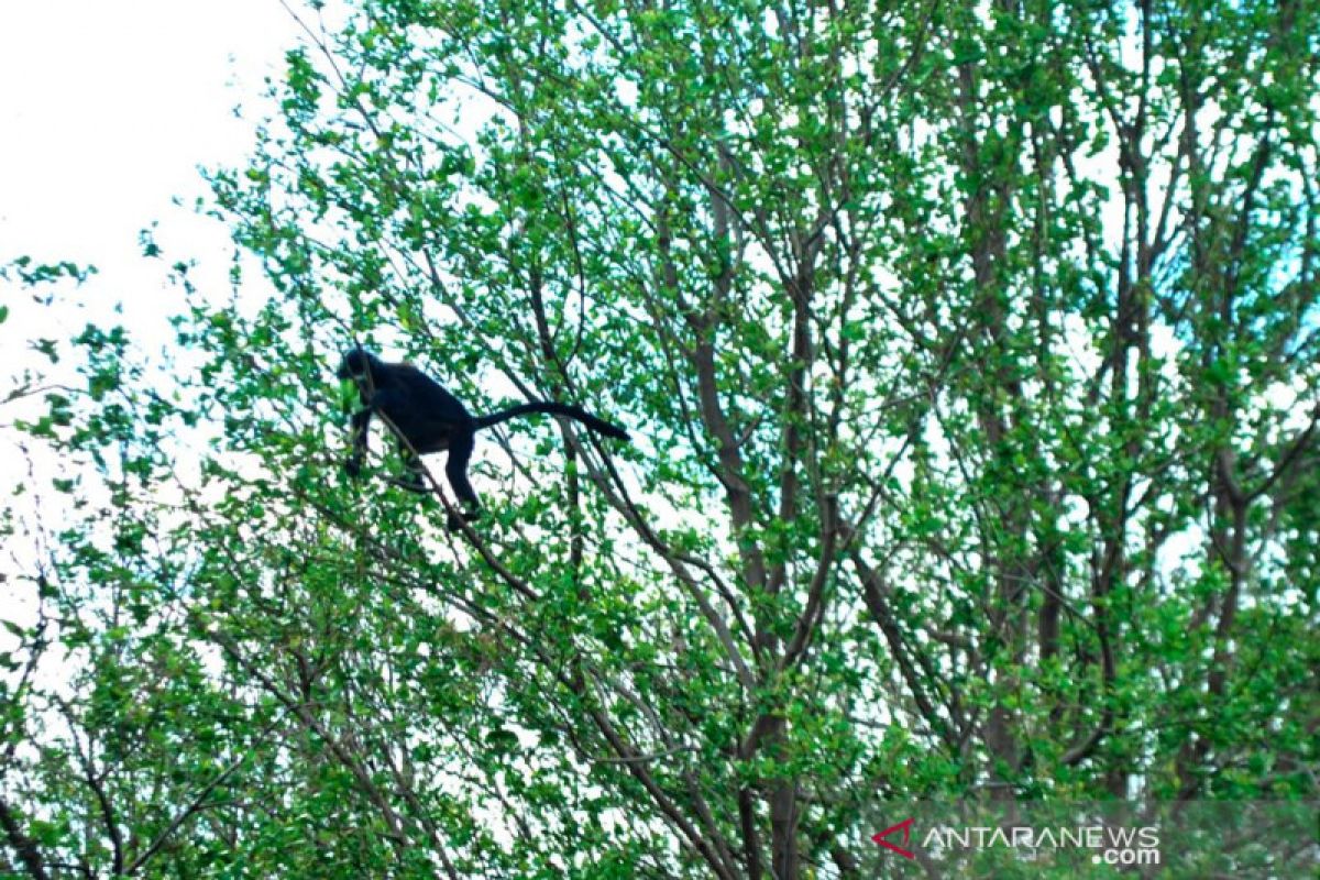 Lutung Jawa di Muaragembong populasinya terancam