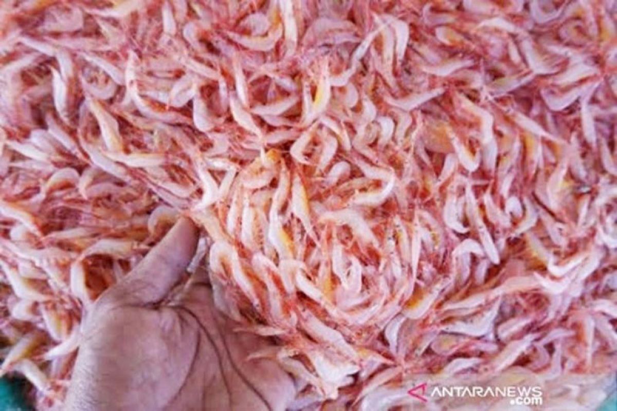 Udang papai Kotawaringin Barat tembus pasar China