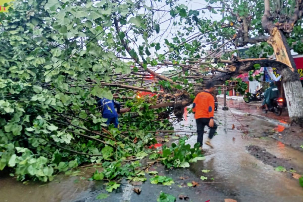 Angin kencang saat hujan deras landa Jember