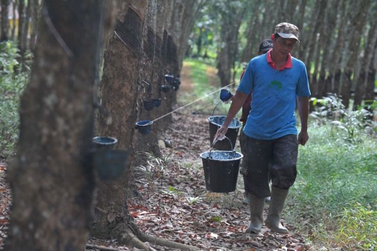 Pabrik pengolahan karet di  Sumatera Selatan kekurangan bahan baku