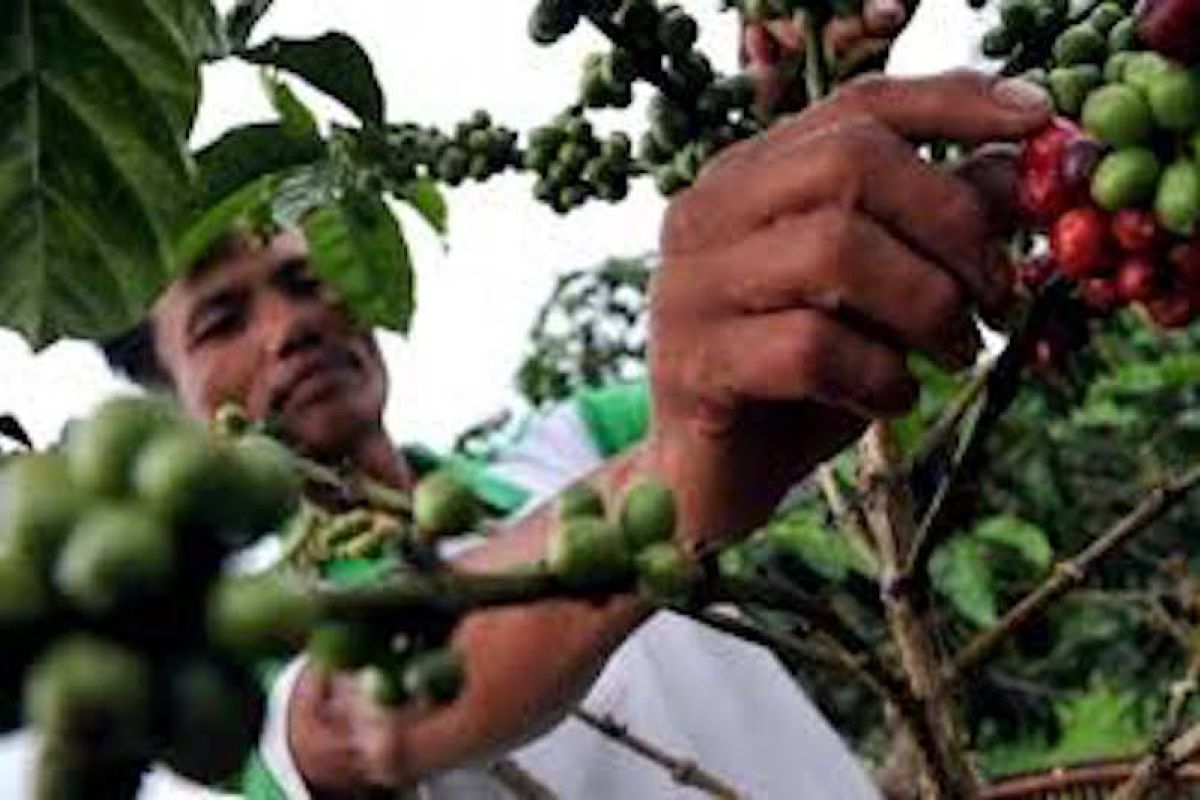 Produktivitas petani kopi Sumatera Selatan masih rendah