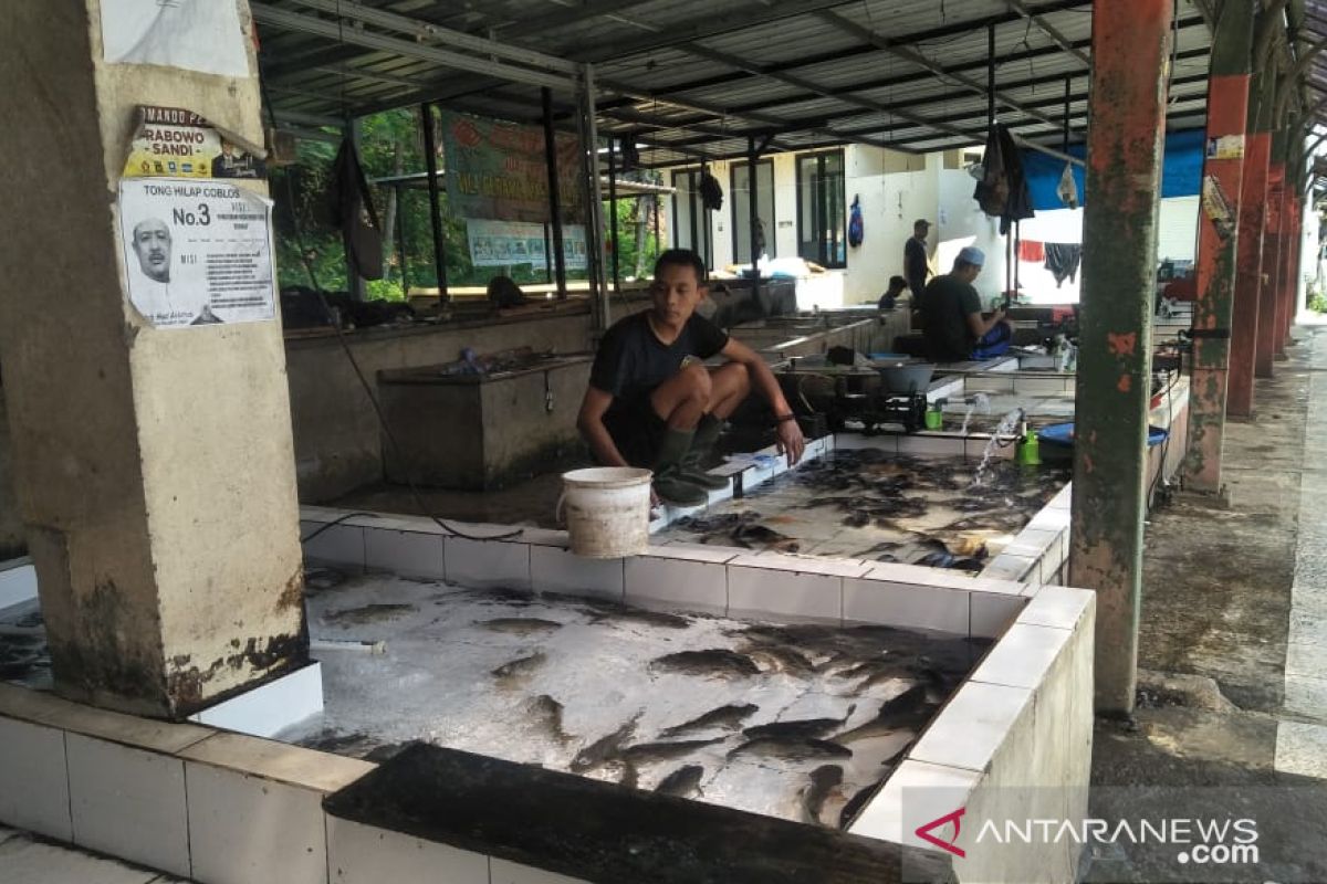 Petani ikan lele kesulitan memenuhi pesanan  pedagang