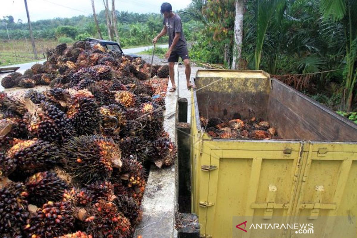 Gapki Sumatera Selatan memprediksi harga sawit membaik 2020