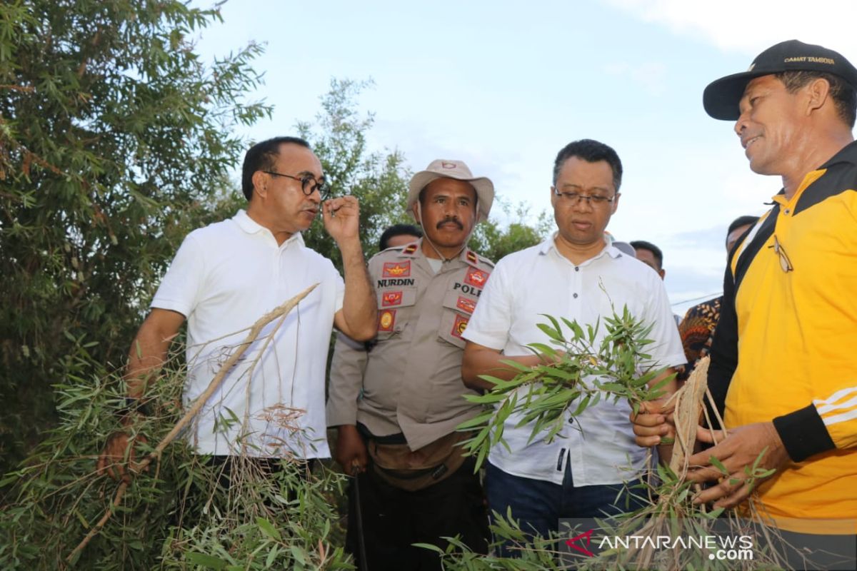 NTB punya pabrik minyak kayu putih terbesar di dunia