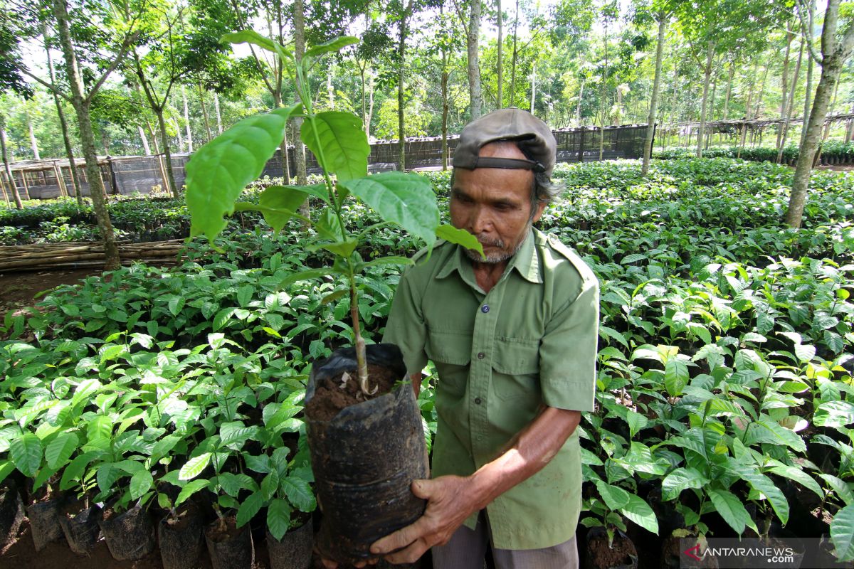 Pemerintah diminta serap jutaan bibit tanaman hasil tangkaran petani