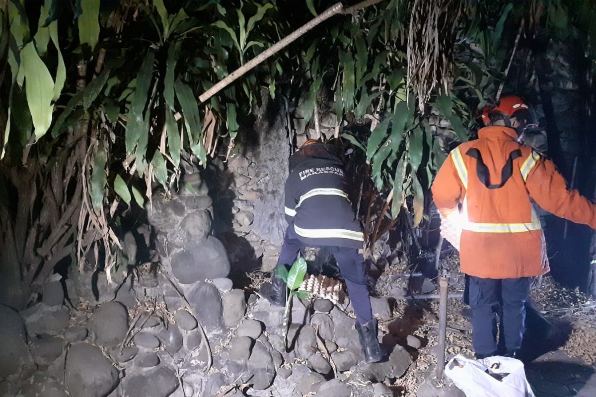 Sepanjang 2019 tim Damkar Makassar berantas 69 sarang tawon