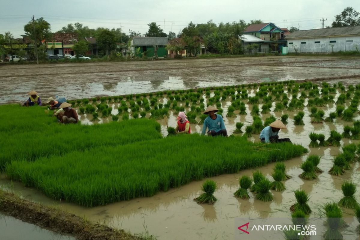 Luas areal padi di Kudus baru 37,45 persen