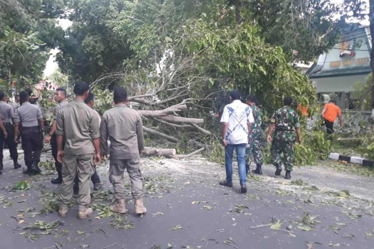Disperkim: Angin kencang 23 pohon tumbang dalam sehari