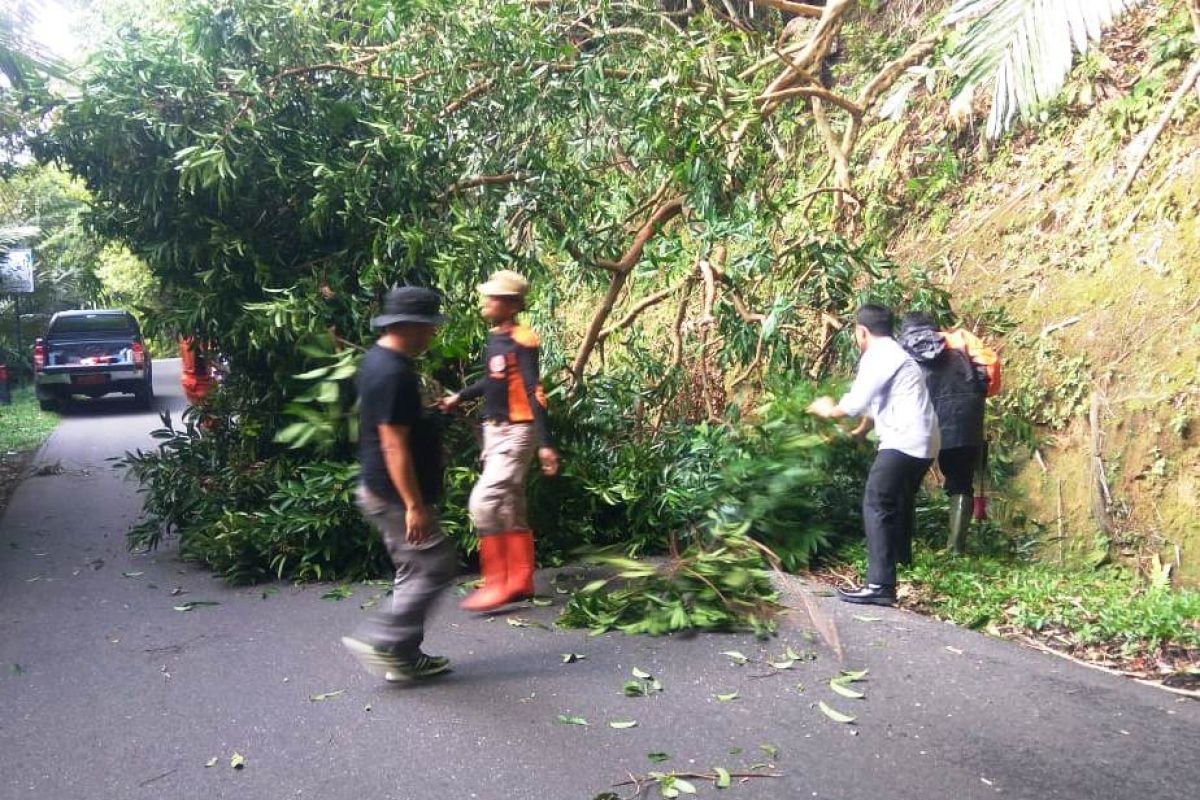 BPBD Agam tebang pohon di Kelok 44 yang mengancam keselamatan pengendara