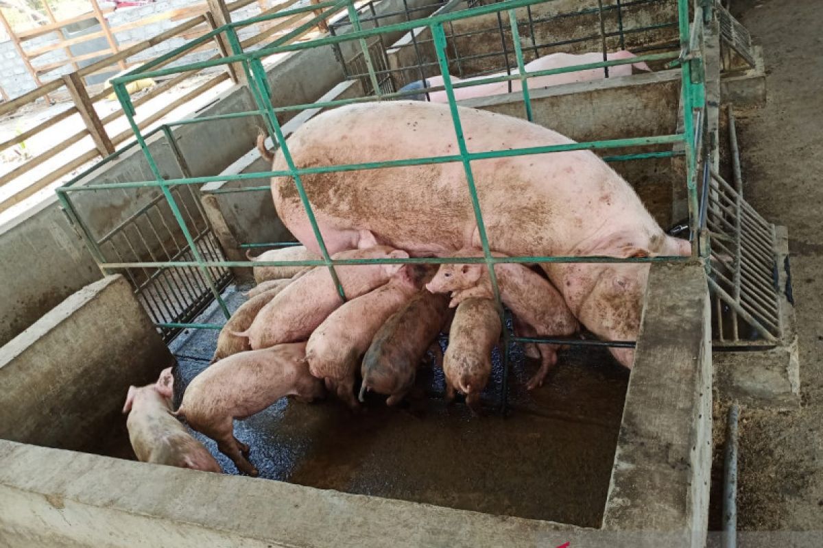 Adonara titik awal pengembangan ternak babi di Flores Timur