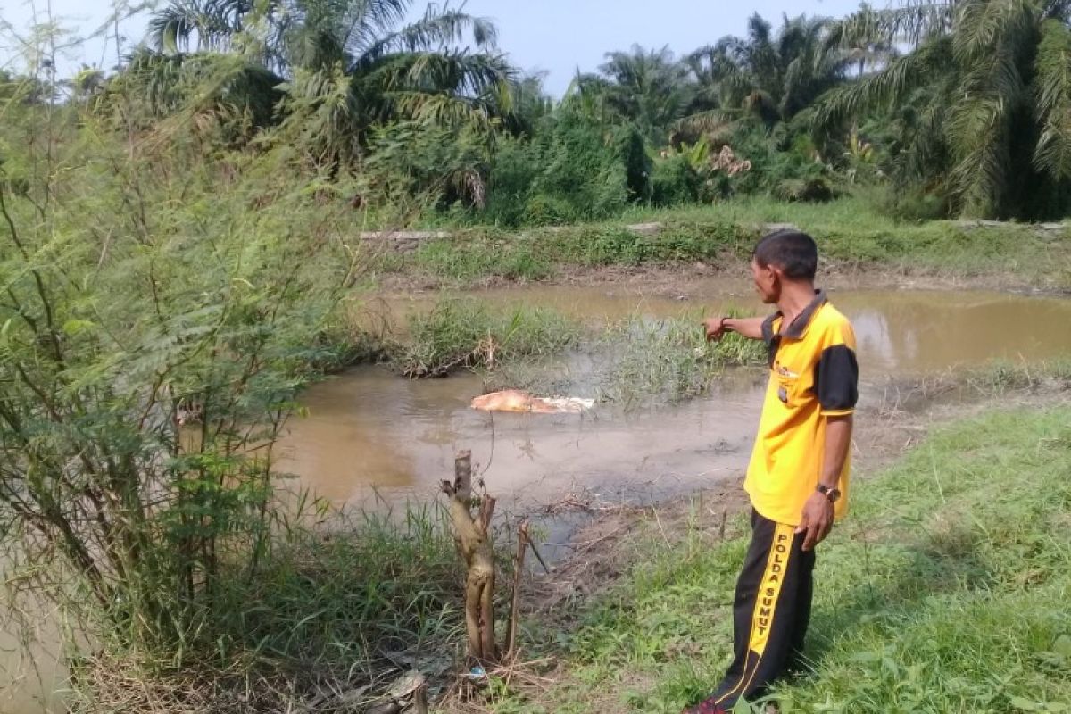 Polres kuburkan 4 bangkai babi yang dibuang di Sungai Segiling