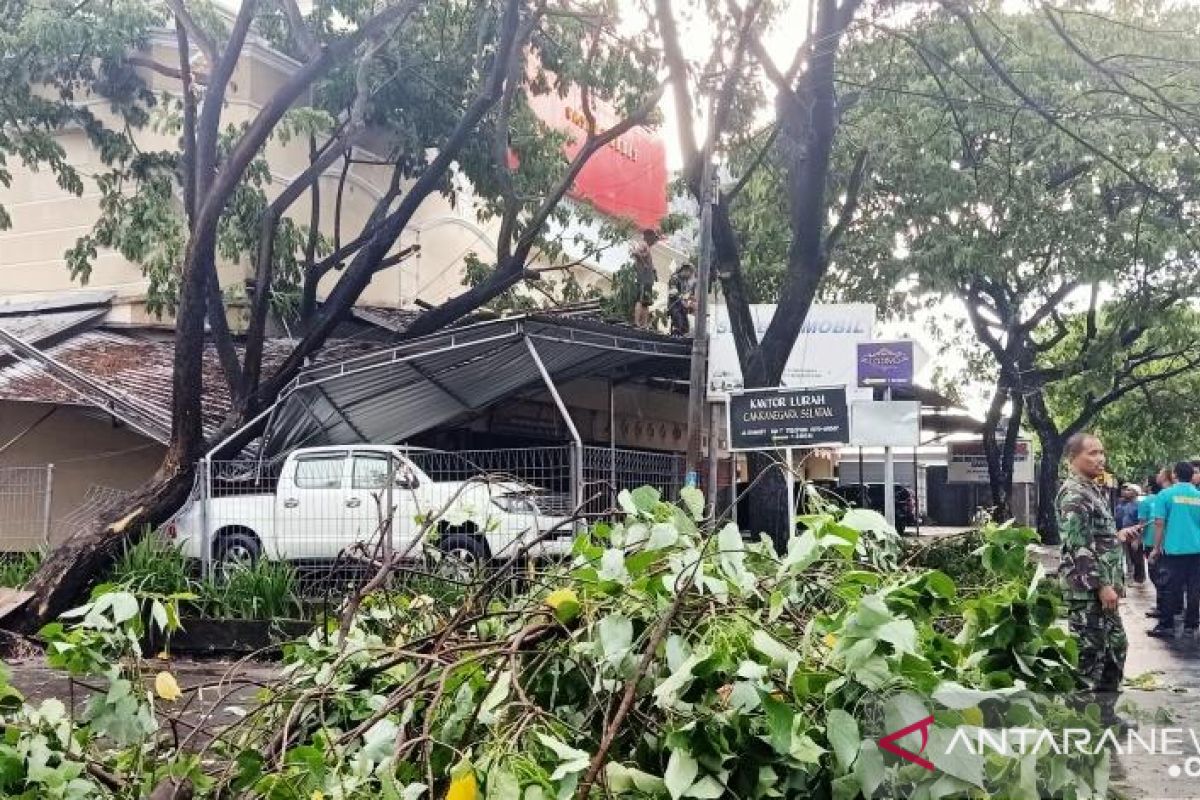 Akibat pohon tumbang, enam warga termasuk dua bayi alami luka-luka