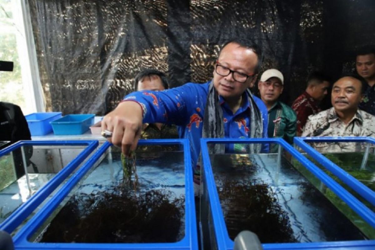 Menteri Edhy komitmen  tingkatkan inovasi produk rumput laut