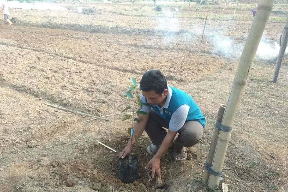 Petani Lebak budidayakan buah-buahan dukung program konservasi lahan