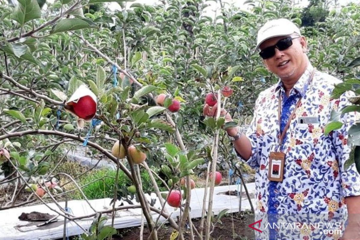 Sindang Dataran disiapkan jadi pengembangan tanaman apel