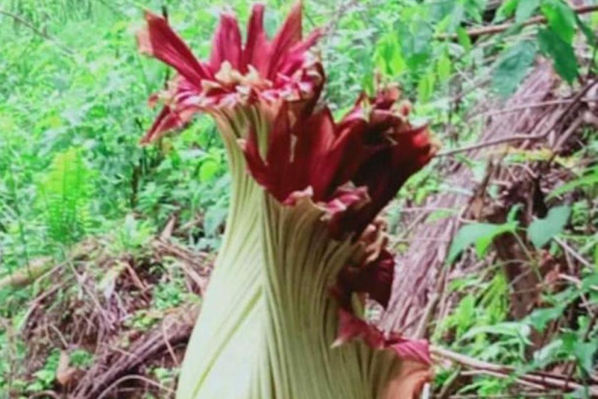 Bunga bangkai raksasa di kebun warga Agam mulai mekar