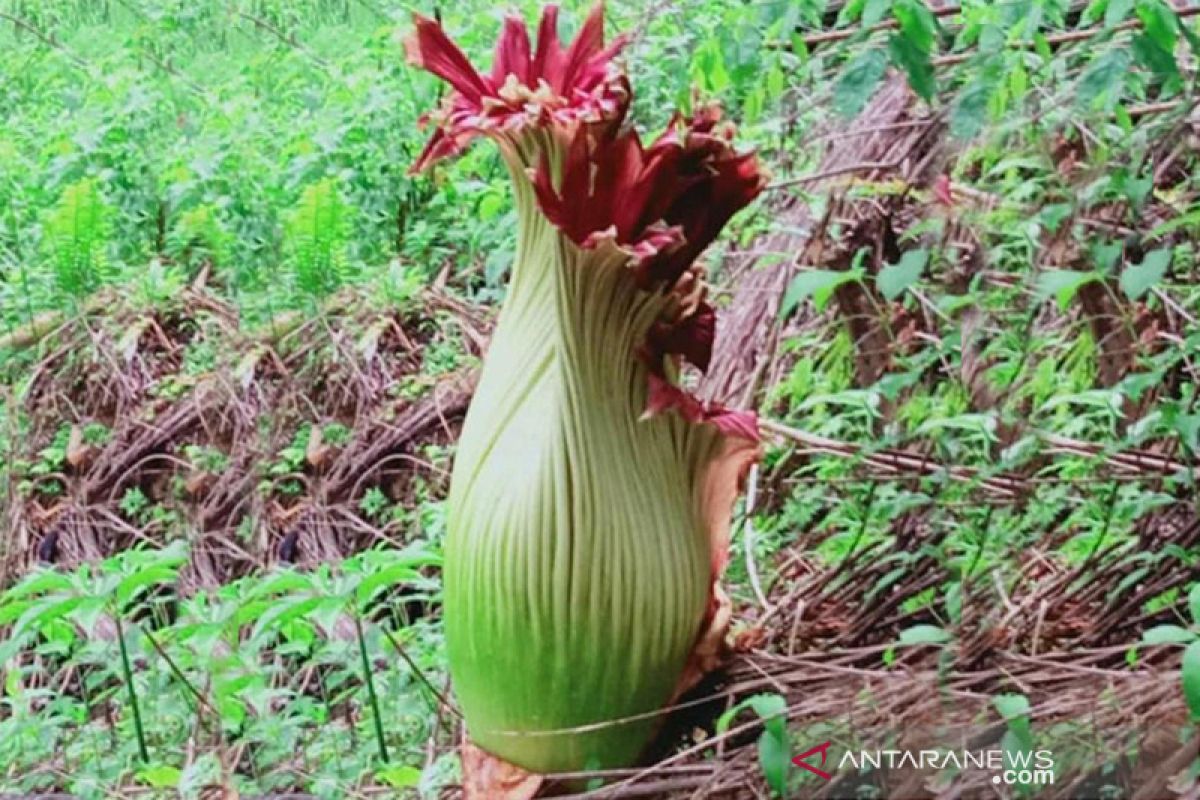 Bunga bangkai raksasa yang tumbuh di kebun warga Agam mulai mekar