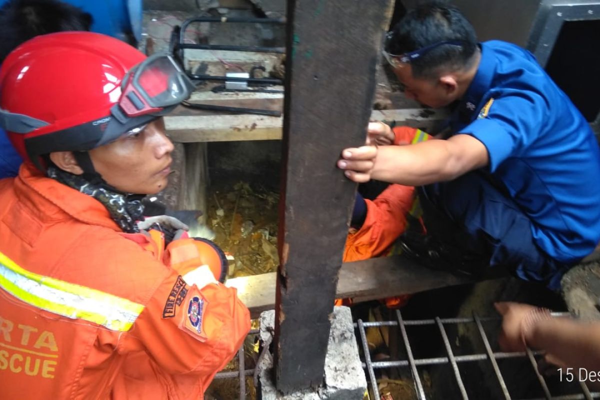 Ular kobra muncul di RPTRA hingga sekolah di Kembangan