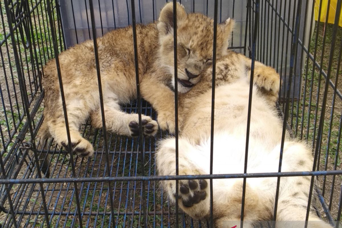 Polda Riau berhasil selamatkan empat bayi singa Afrika