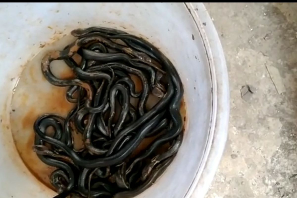 Pakar reptil sebut kemunculan ular karena sedang musimnya