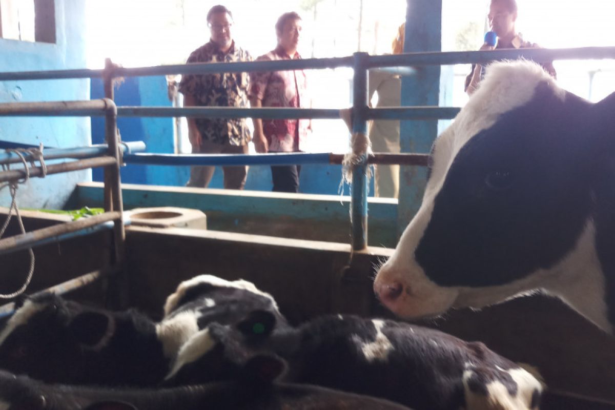 Pemprov Jatim dorong petani kembangkan produksi sapi perah