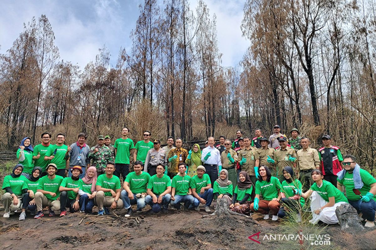 1,1 hektare lahan di Gunung Ijen dipulihkan ratusan cemara gunung