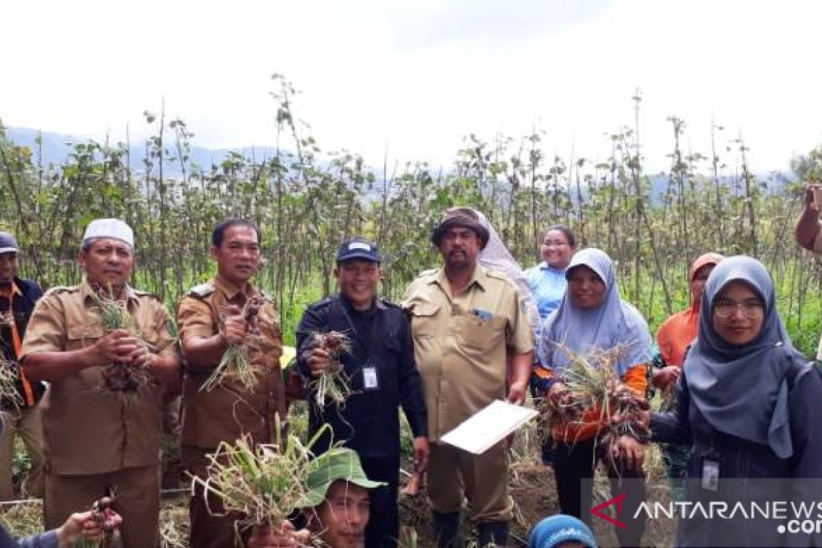 Produktivitas bawang merah pengembangan Kementan di Tapsel capai 11 ton per hektare