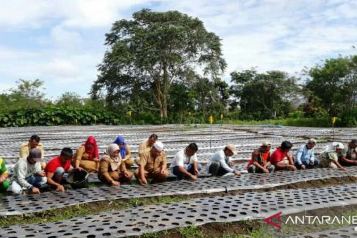 Pemprov Sumut kembangkan budidaya bawang merah di Tapsel