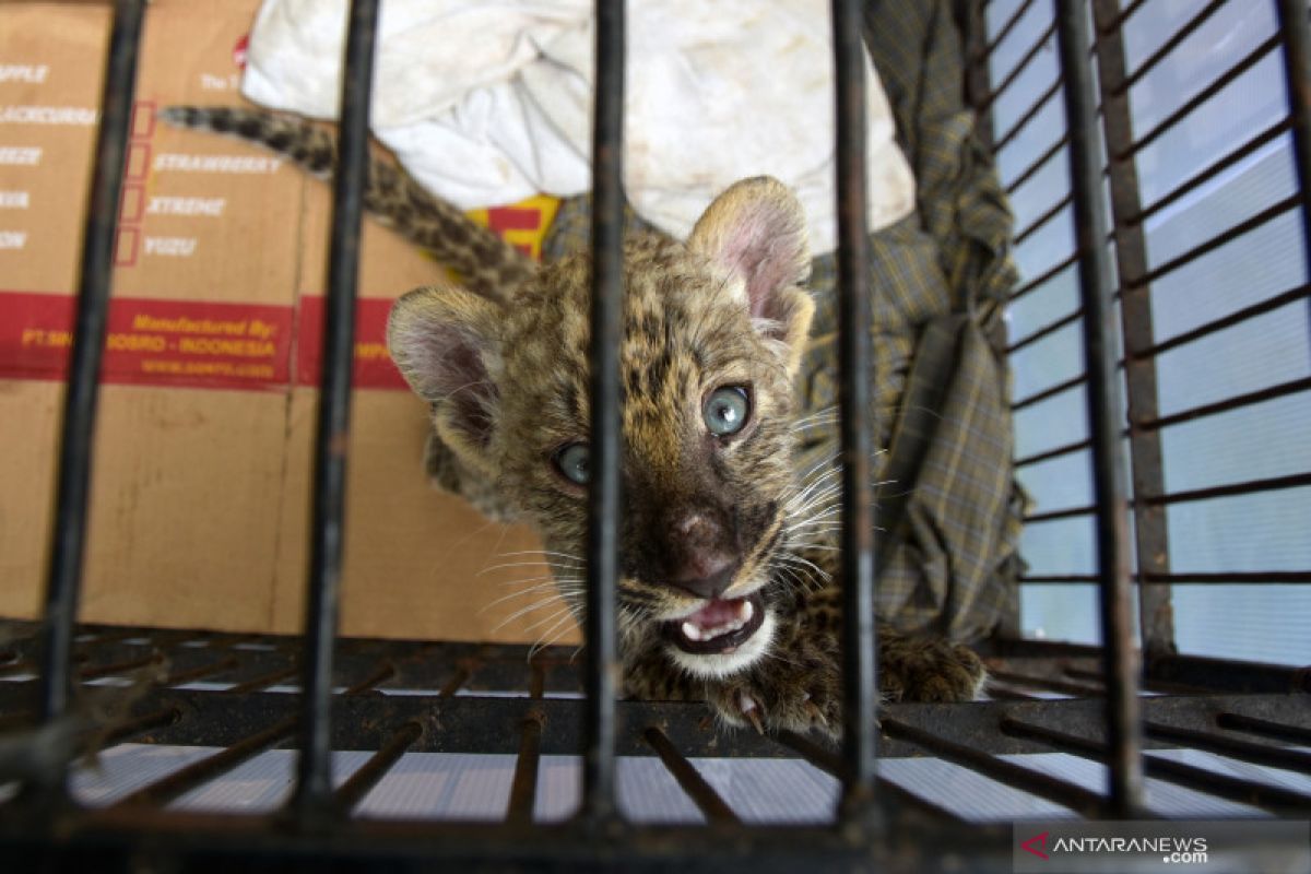 Polda Riau bekuk dua tersangka penyelundup empat bayi singa Afrika