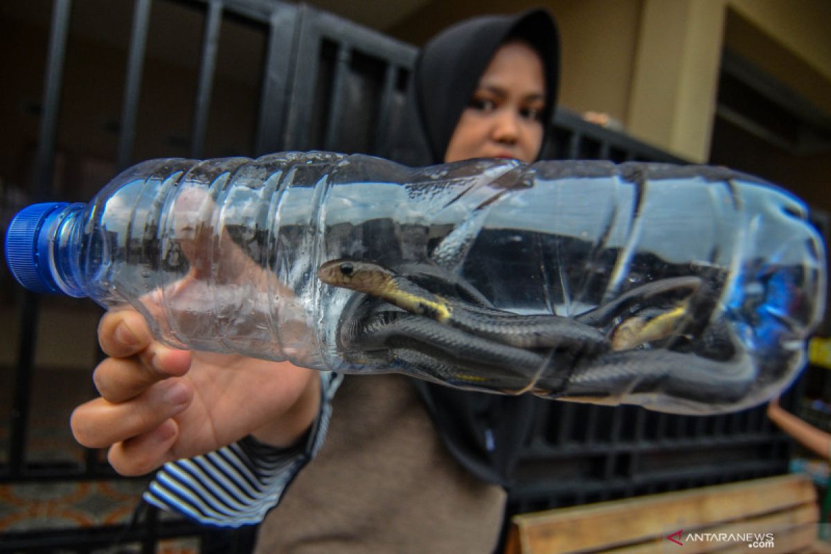 Ular masuk rumah warga karena habitat berkurang