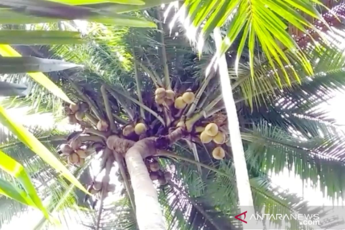 Pohon kelapa unik, miliki tujuh cabang dan semuanya berbuah