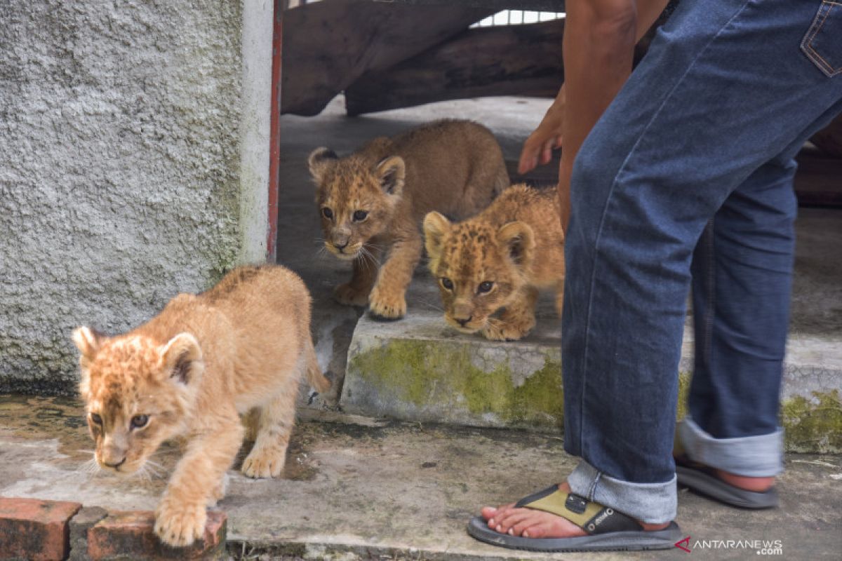 Polda tangkap dua tersangka jaringan penyelundup bayi singa