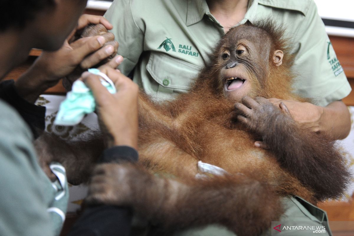 BKSDA Bali translokasi  Orangutan Ke SOCP Sumatera Utara