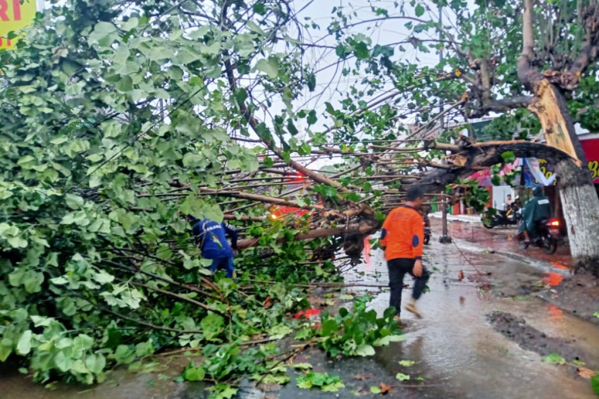 BPBD Jember imbau masyarakat waspadai hujan disertai angin kencang