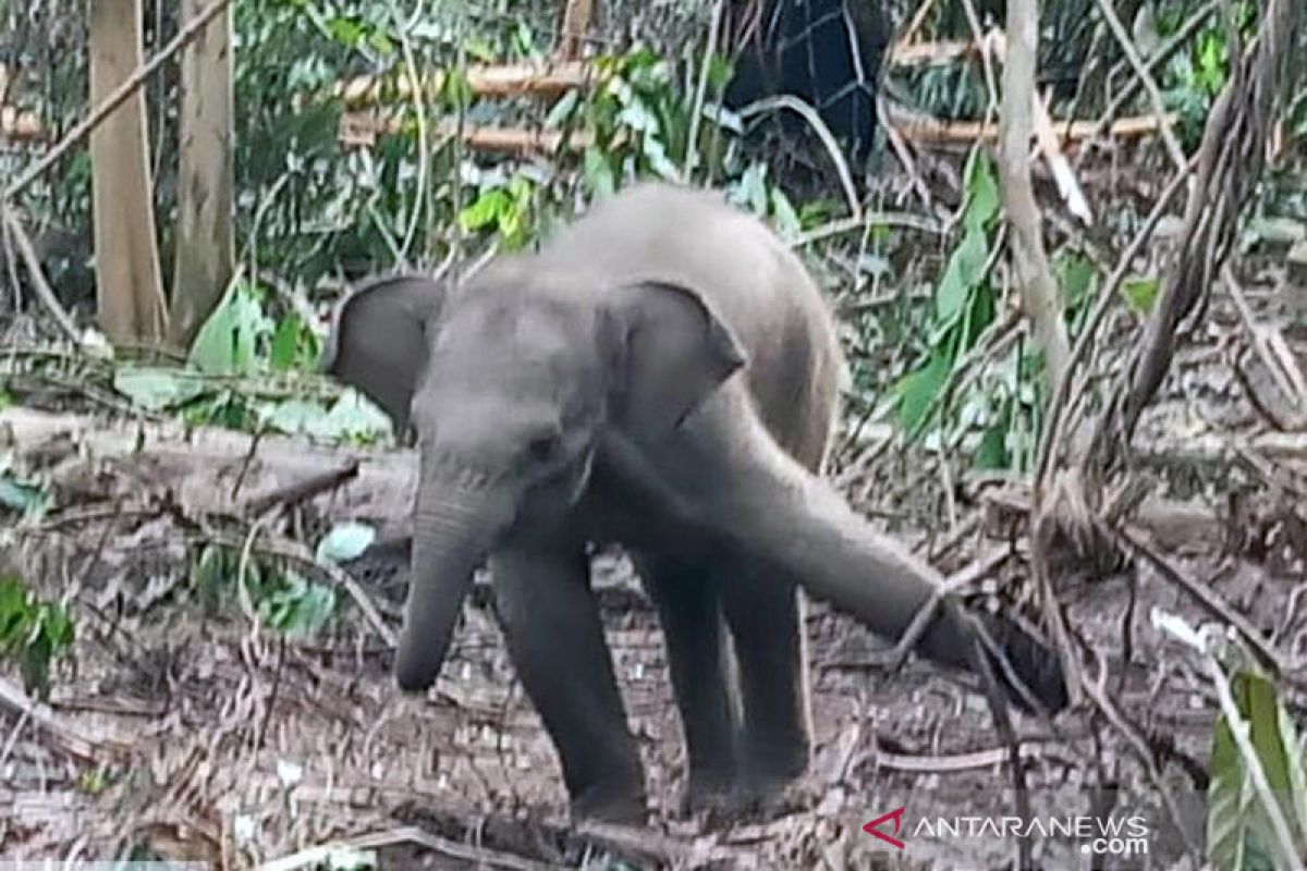 Bayi gajah sumatera terjerat lagi di konsesi HTI di Riau