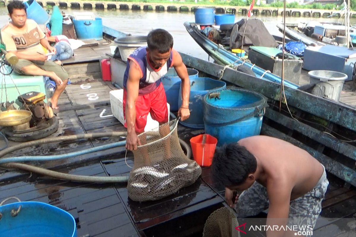 Harga ikan gabus  capai Rp90.000 per kilogram