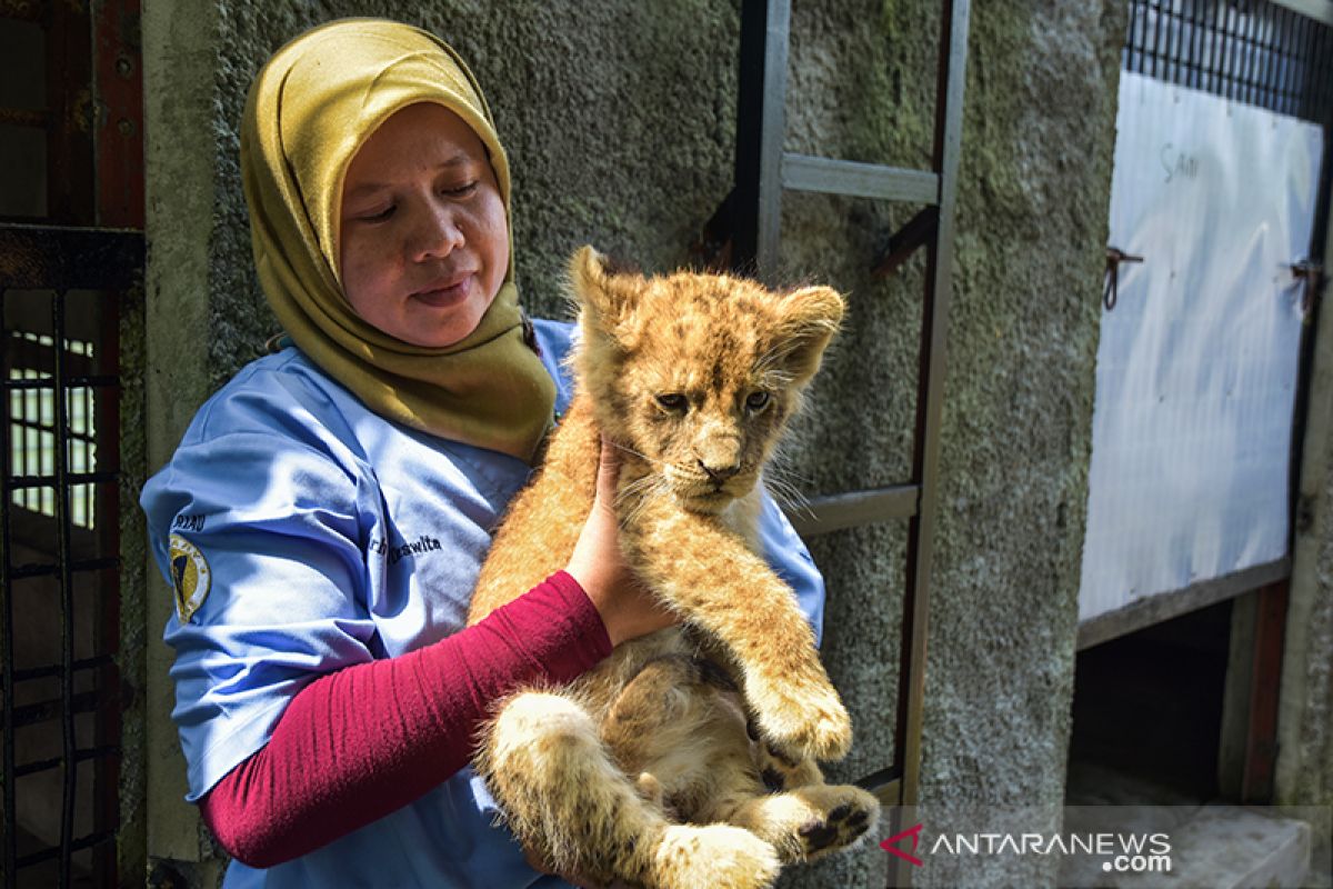 Empat bayi singa korban perdagangan satwa sempat stres, begini penanganan dari BBKSDA Riau