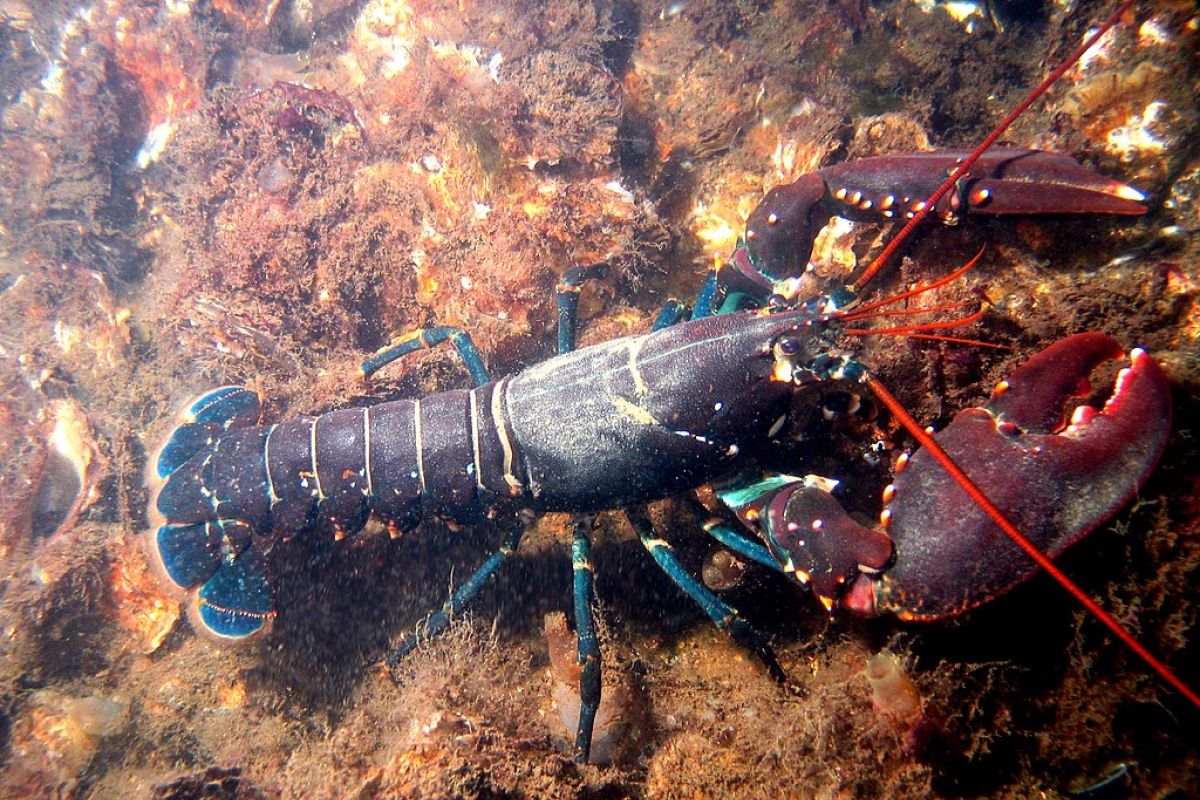 KKP meminta semua pihak bersabar tunggu kajian benih lobster