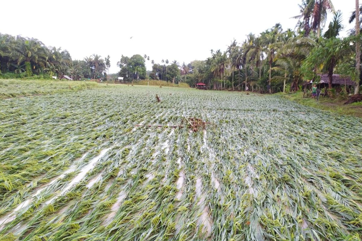 30 hektare tanaman padi dan jagung terdampak banjir Kuala Langkat