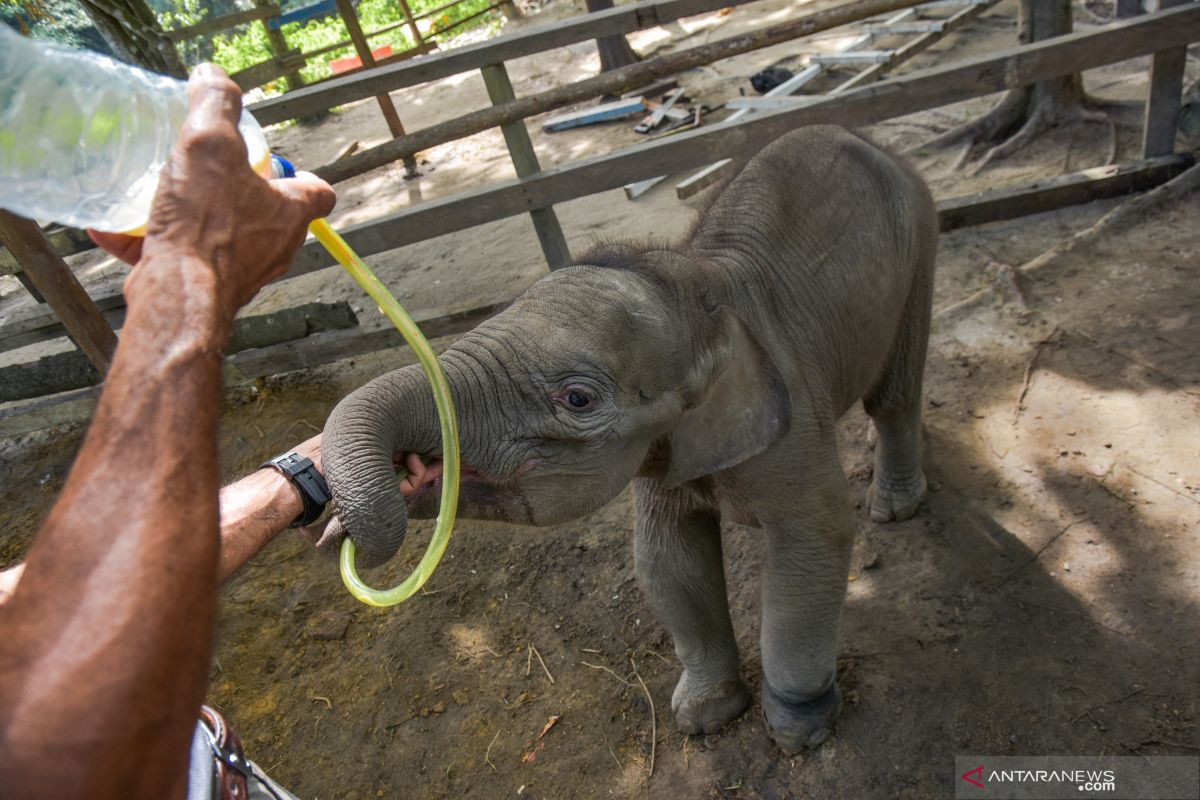 VIDEO - Sedih, Bayi Gajah Sumatera terpaksa minum susu lewat selang