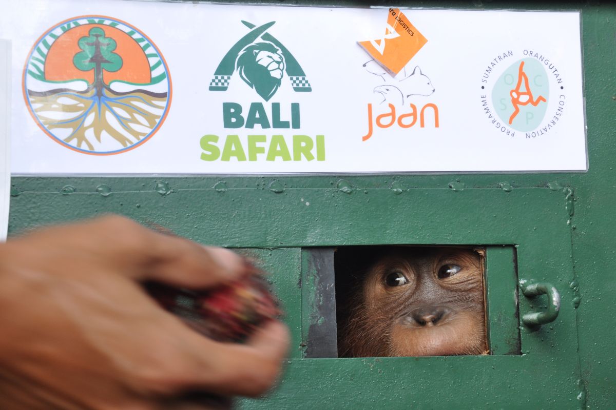 BKSDA Sumut jemput Orangutan 