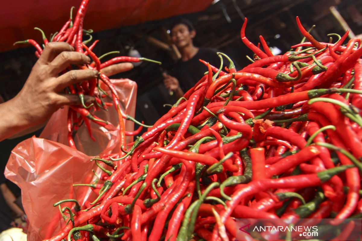 Petani gagal panen, harga cabe naik di Bengkulu